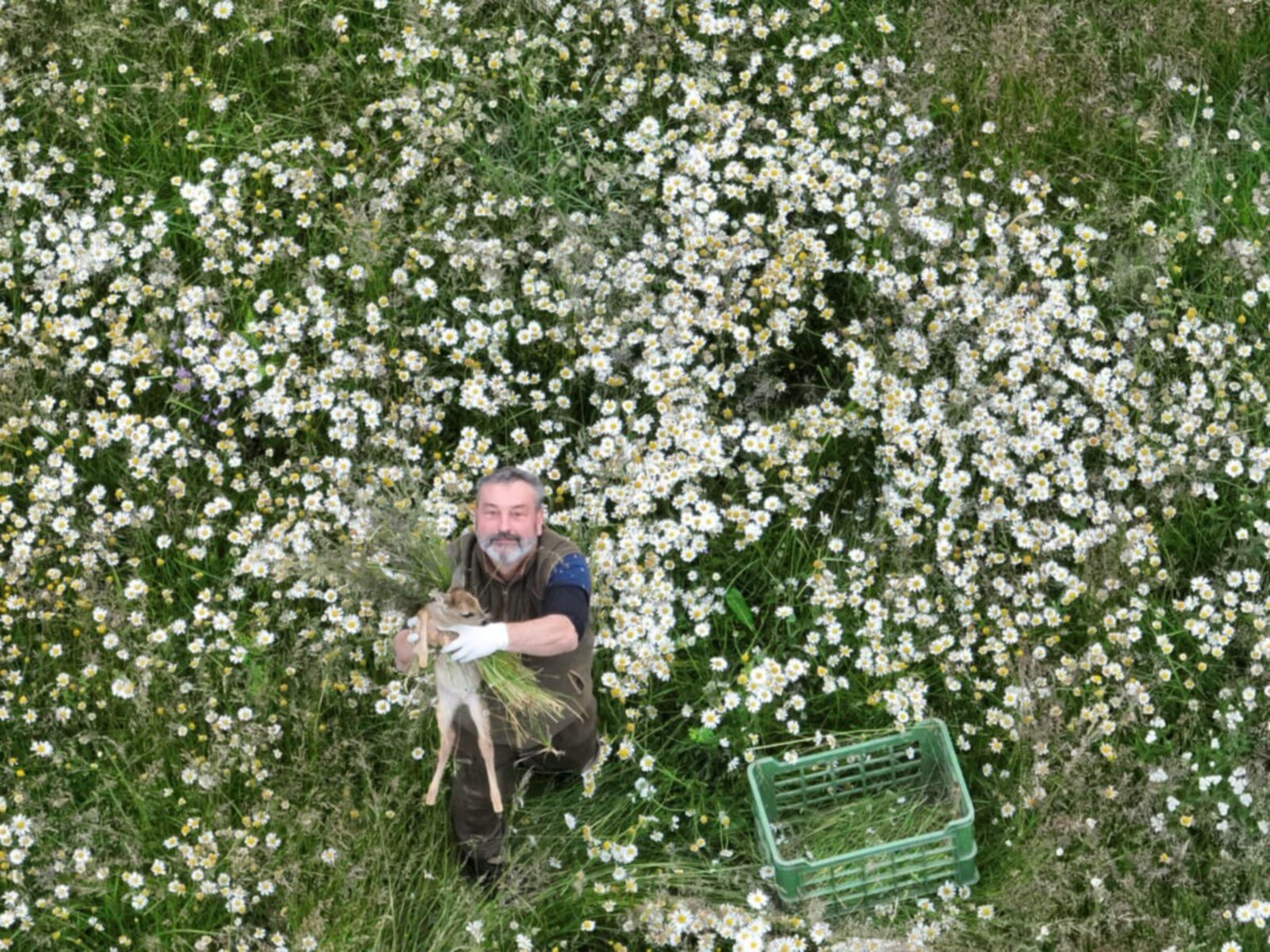 Vyhledávání srnčat dronem s termovizí před senosečí.