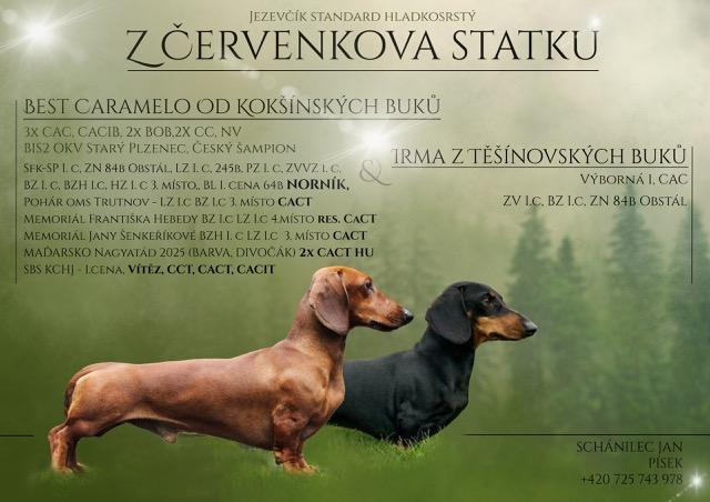 Jezevčík standard hladkosrstý k zadání