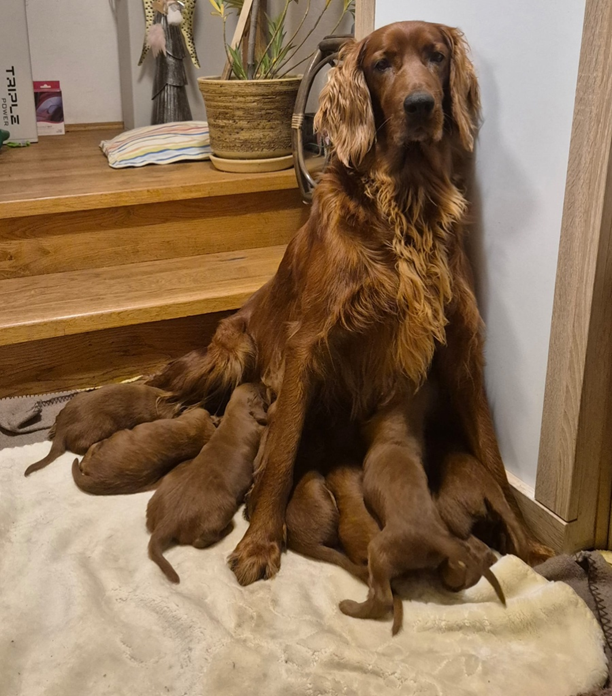 Štěňata Irského setra s PP k zadání