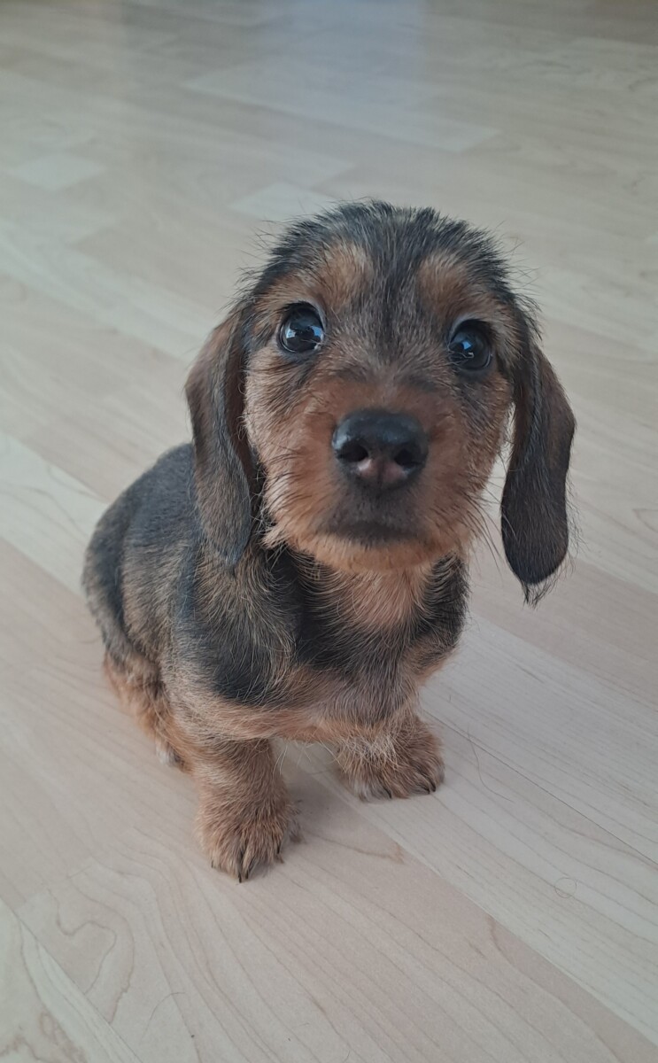 Chovatelská stanice od Louteckého potoku zadá pejska JTK