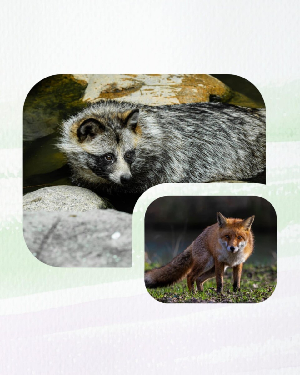 Veterinární informace pro uživatele honiteb v Jihočeském kraji